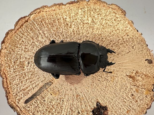 オオクワガタ♀54mm