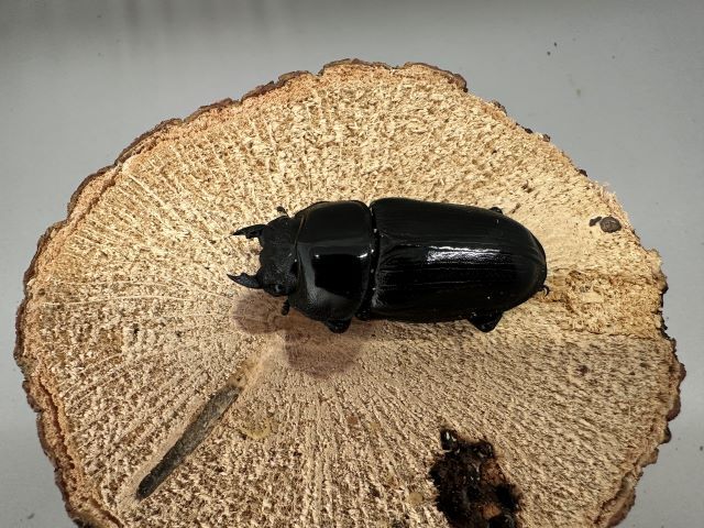 オオクワガタ♀54mm