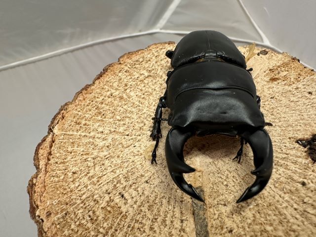 オオクワガタ♂79mm