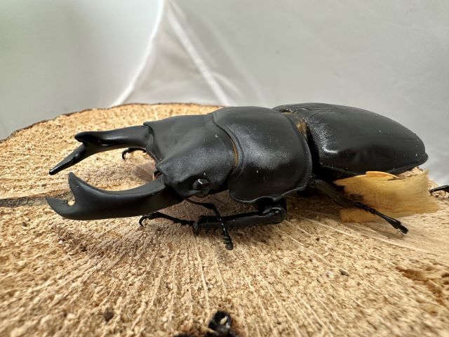 オオクワガタ♂79mm