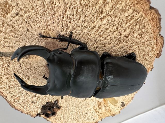 オオクワガタ♂79mm