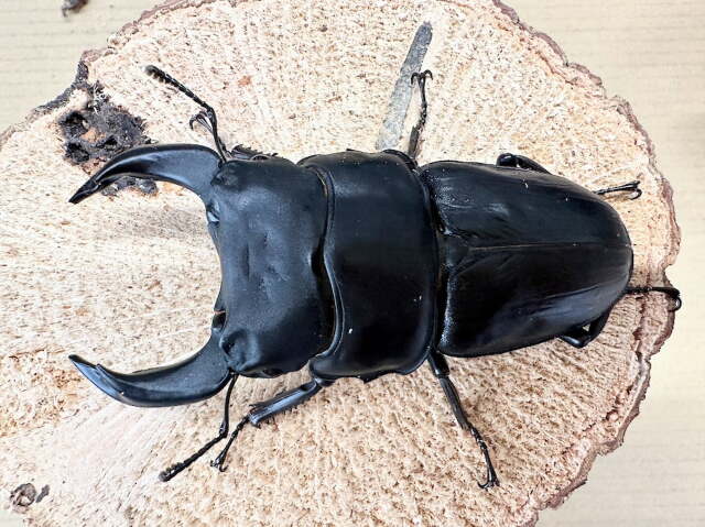 オオクワガタ80ミリ
