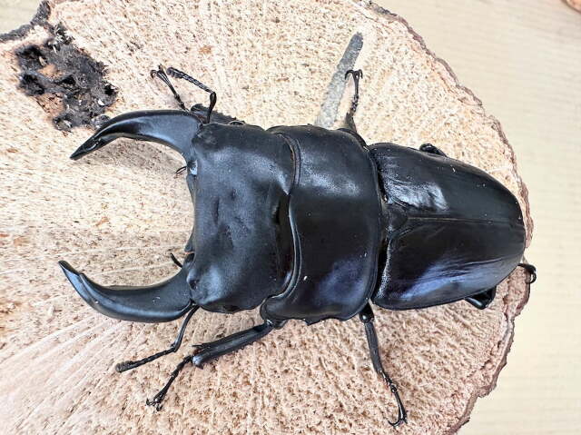 オオクワガタ８0ミリ