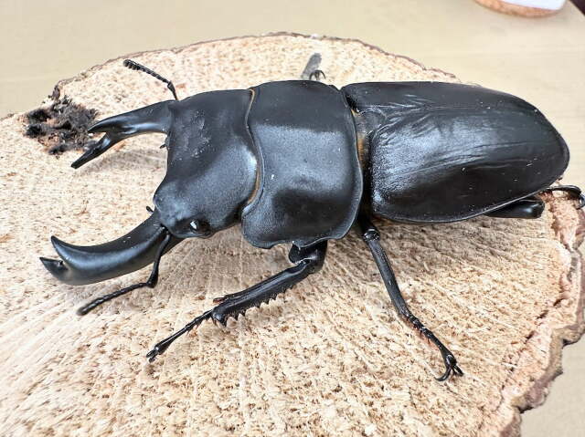 オオクワガタ８0ミリ