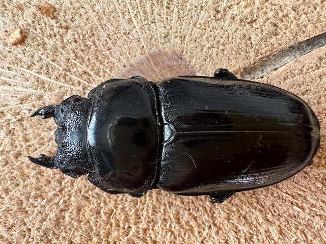 オオクワガタメス53ミリ
