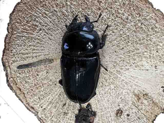 オオクワガタ♀54mm