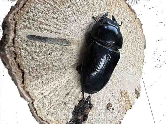 オオクワガタ♀54mm