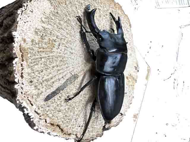 オオクワガタ♂80mm
