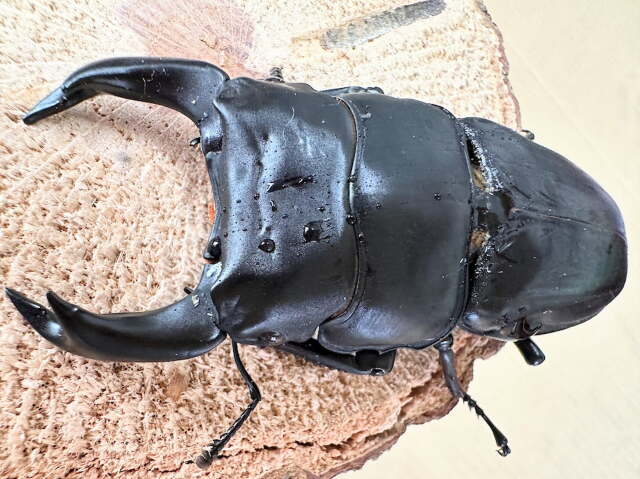 オオクワガタ79ミリ