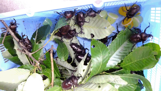 カブト虫成虫Lサイズ♂30【送料無料】