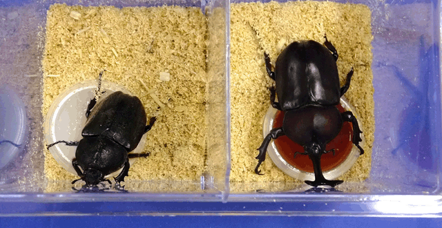 カブト虫成虫Mサイズ♂1♀1ミニケース入り10セット