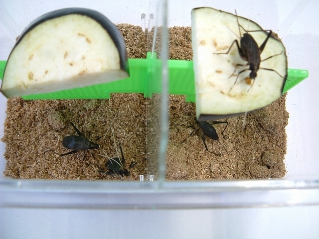 スズ虫成虫♂2♀2入り仕切り付きミニケース入り10セット