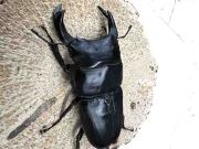 【 大切に飼育してね❗️ 国産 オオクワガタ 成虫 阿古谷産 累代CB 】 国産オオクワガタ(兵庫県産) 兵庫県 阿古谷産 ペア（累代S-ako血統CB