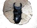 阿古谷産オオクワガタ旧成虫♂80ｍｍ♀55ｍｍ