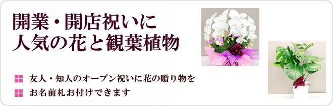 開店・開業祝いに人気の花と観葉植物