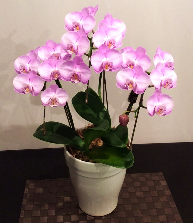 胡蝶蘭 3本立て ピンク (ENZ_RAN-MD-P3)