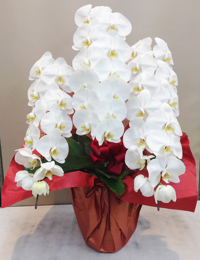 胡蝶蘭　3本立て ホワイト