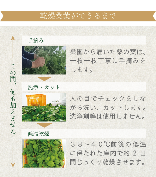 太陽桑醗酵 テンペ菌醗酵の桑の葉茶