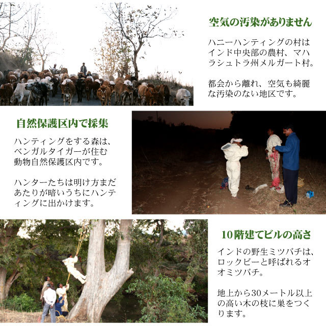 【こっくり濃厚やみつき】シタァール ハンティングハニー 【野生黒蜂蜜 180g】 野生黒蜂蜜説明4