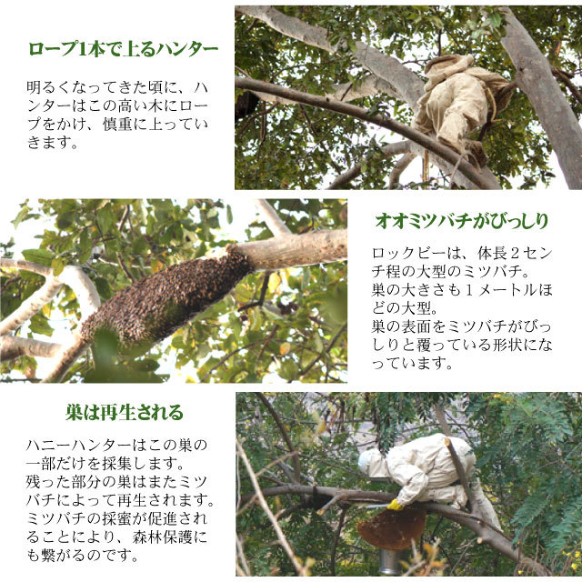 【こっくり濃厚やみつき】シタァール ハンティングハニー 【野生黒蜂蜜 180g】 野生黒蜂蜜説明5