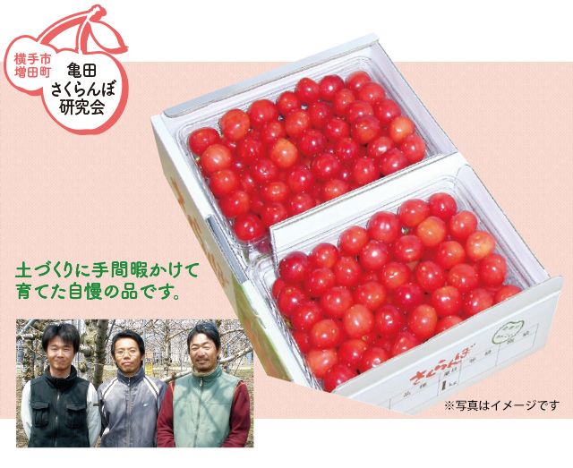 横手市増田町 亀田さくらんぼ研究会の佐藤錦 秀・2Lサイズ　約１ｋｇ（バラ詰め）
