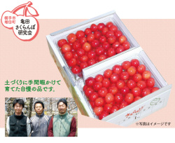 横手市増田町 亀田さくらんぼ研究会の佐藤錦 秀・Ｌサイズ　約１ｋｇ（バラ詰め）