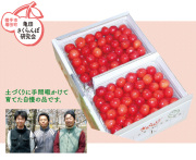 横手市増田町 亀田さくらんぼ研究会の佐藤錦 特秀・2Lサイズ　約５００ｇ×２パック（バラ詰め）