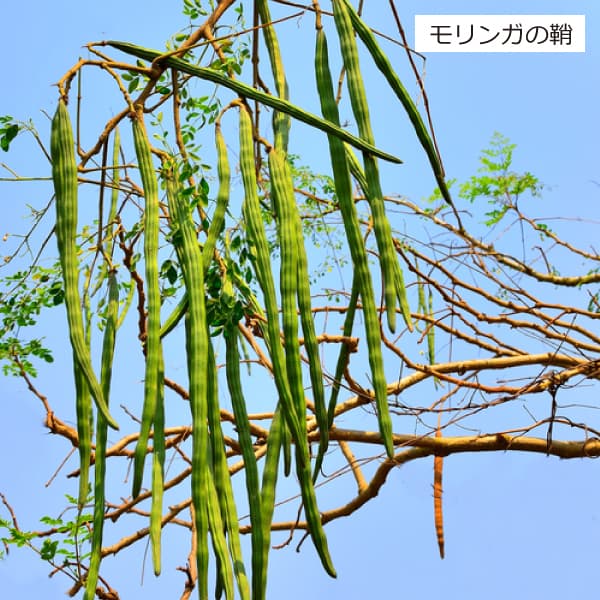 モリンガの鞘と種子
