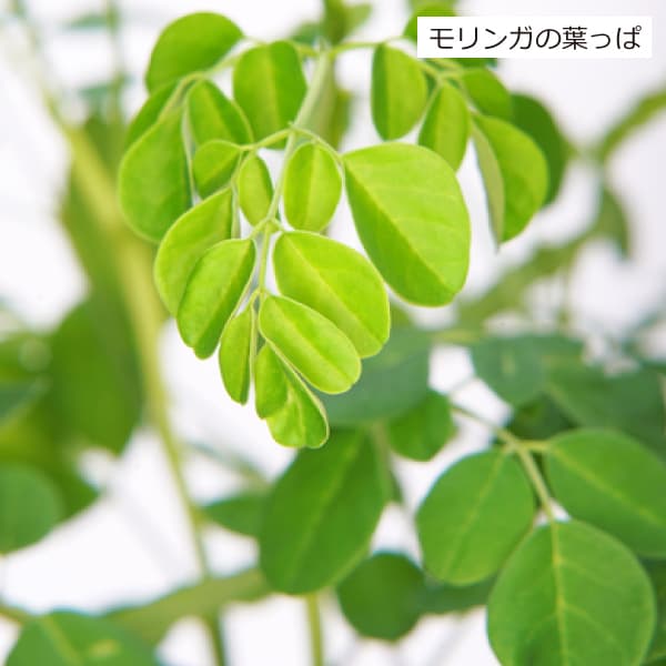モリンガ葉