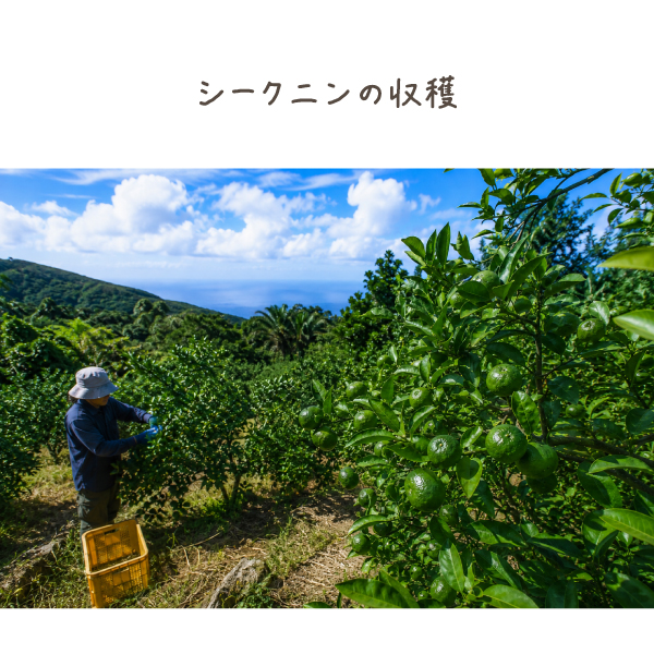 ヤマ・シークニン果汁
