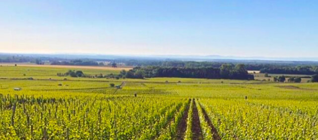 畑/ロシニョール・トラペ/ブルゴーニュ/酒の瀧澤