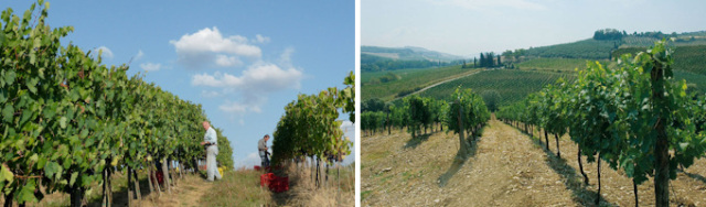 ファットリア・ソンニーノ