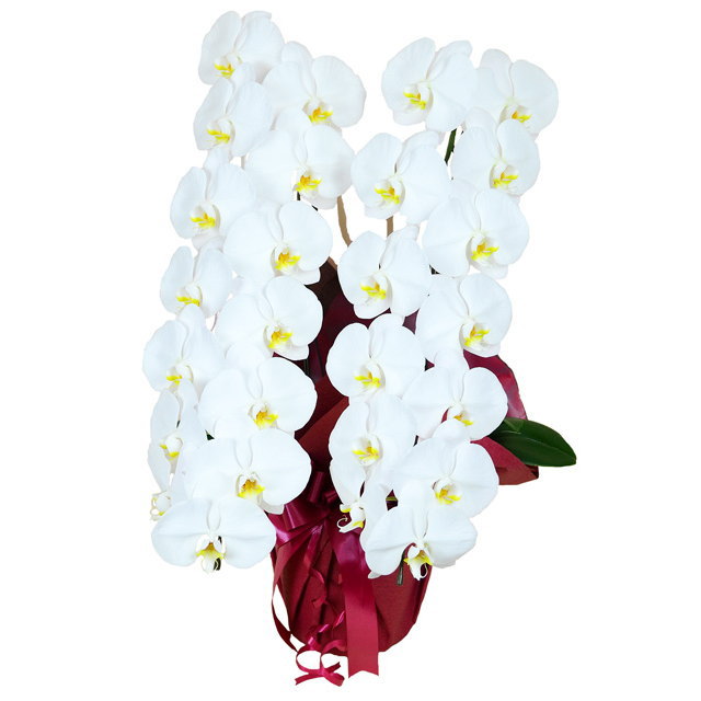 大輪 胡蝶蘭 2本立ち 白