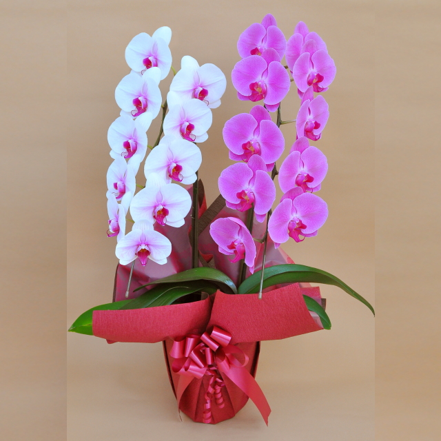 ミディ胡蝶蘭 8本立ち ミックス