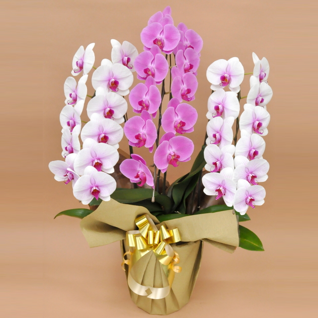 胡蝶蘭 3本立ち 33輪前後 ミックス 赤リップ色 ピンク色 寄せ 大輪 Sc