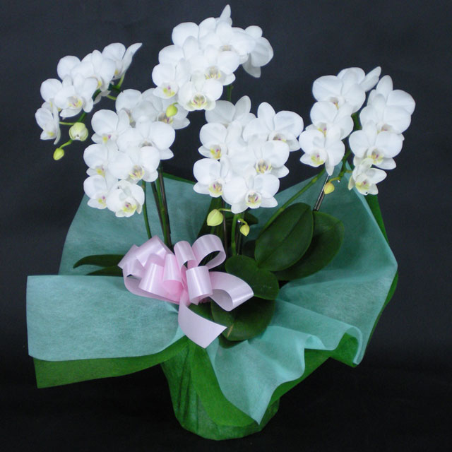 チャーター便　特選　ミディ胡蝶蘭　5本立ち　白