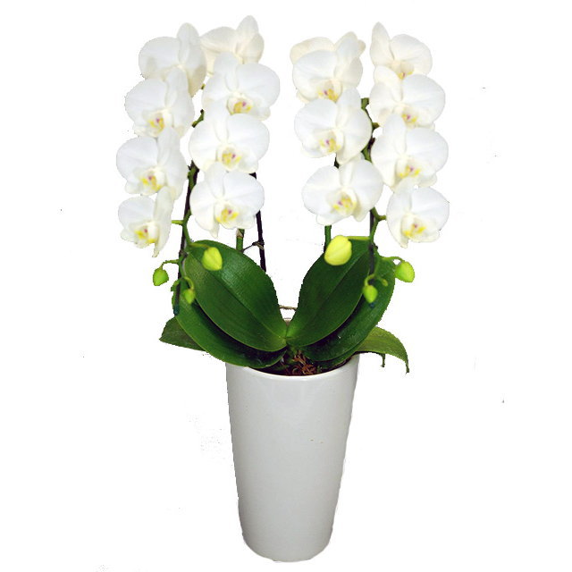 ミディ胡蝶蘭 サンクスポット アマビリス 2本立ち Thanks Pot 白色