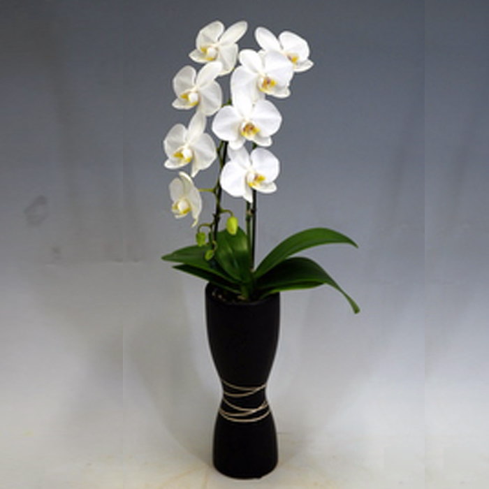 ミディ 胡蝶蘭 凛鉢 1本立ち アマビリス 白  森田洋蘭園