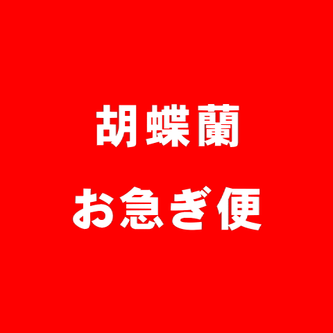 胡蝶蘭　お急ぎ便