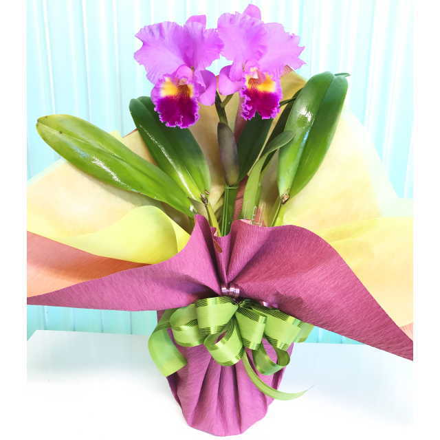 カトレア 大輪 2輪 ピンク系 ラベンダー