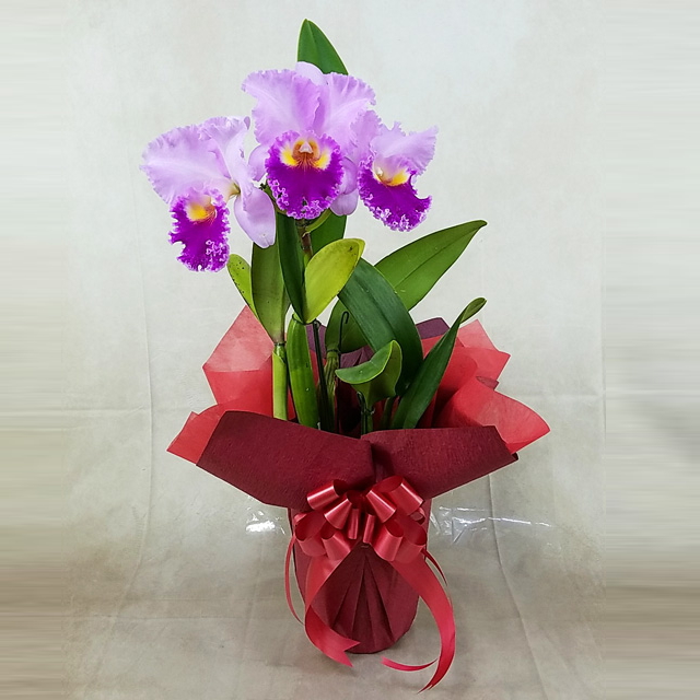 カトレア 特選 大輪 3輪 レッド系 ダブル ラッピング 仕立て 森田洋蘭園