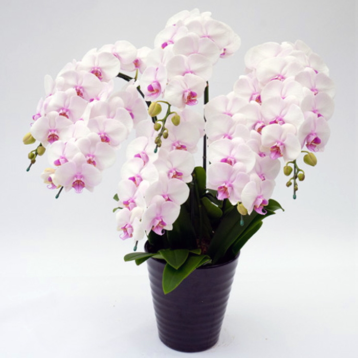 胡蝶蘭 中大輪 コットンキャンディ 6本立ち ダブルラッピング仕立て