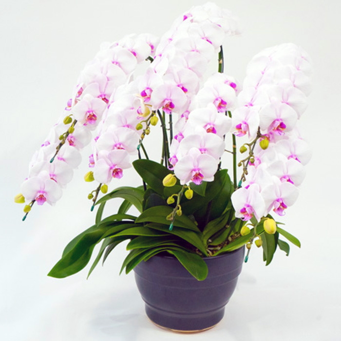 胡蝶蘭 中大輪 コットンキャンディ 7本立ち ダブルラッピング仕立て