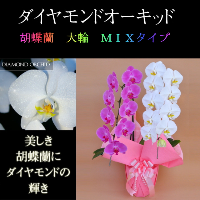胡蝶蘭 2本立ち ミックス 白色 ピンク色 寄せ ダイヤモンド オーキッド 大輪 Vc