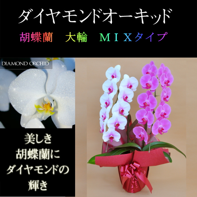 胡蝶蘭 2本立ち ミックス 赤リップ色 ピンク色 寄せ ダイヤモンド オーキッド 大輪 Vc