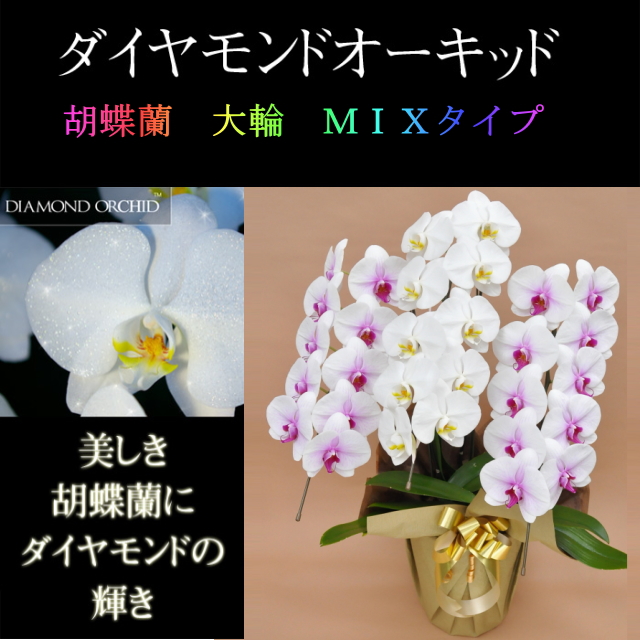 胡蝶蘭 3本立ち ミックス 白色 赤リップ色 寄せ ダイヤモンド オーキッド 大輪 Vc