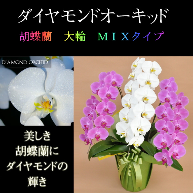 胡蝶蘭 3本立ち 33輪前後 ミックス 白色 ピンク色 寄せ ダイヤモンド オーキッド 大輪 Sc
