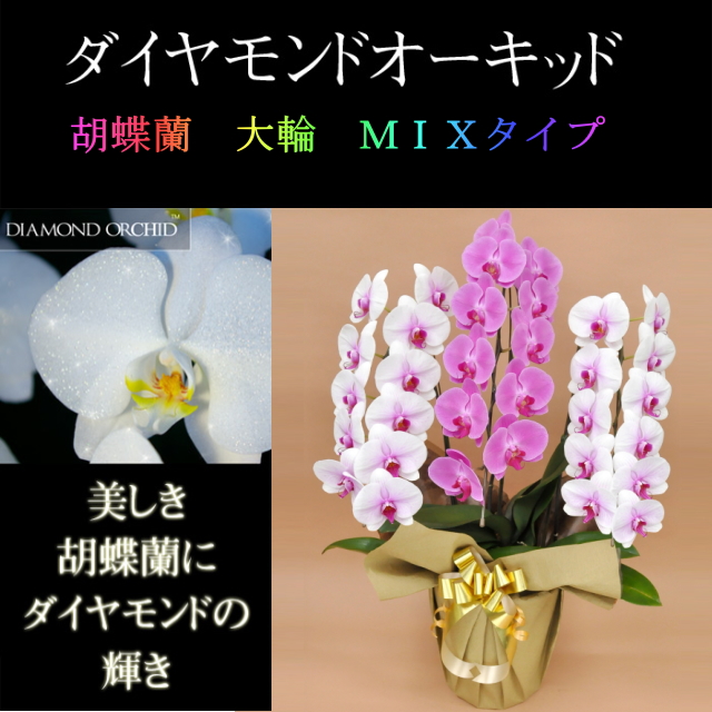 胡蝶蘭 3本立ち 33輪前後 ミックス 赤リップ色 ピンク色 寄せ ダイヤモンド オーキッド 大輪 Sc