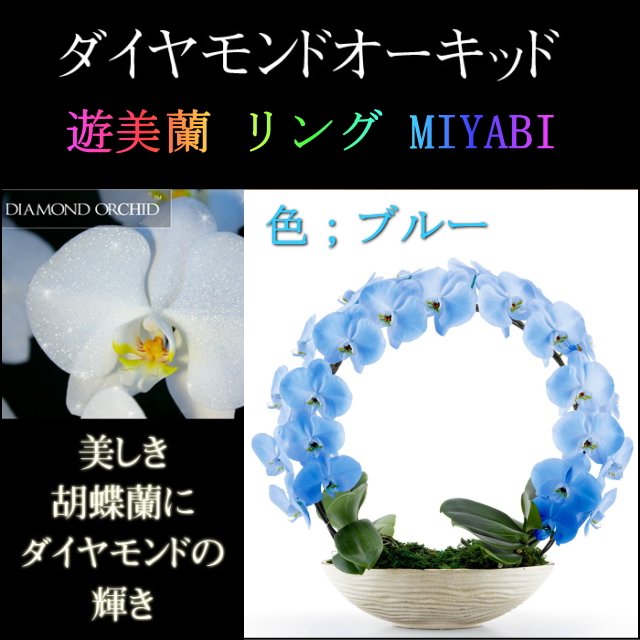 胡蝶蘭 お祝い ２本立ち ブルー ダイヤモンド オーキッド MIYABI 大輪 リング ギフト