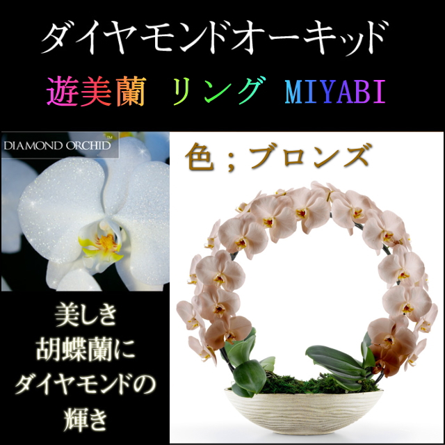 胡蝶蘭 お祝い ２本立ち ブロンズ ダイヤモンド オーキッド MIYABI 大輪 リング ギフト